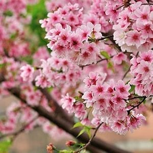 Fragancia con Aceite Esencial de Sakura