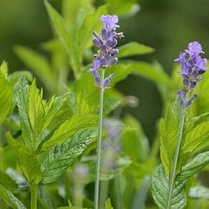 Aceite Esencial de CKO