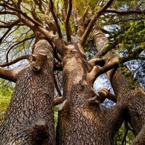 Fragancia Hugo Bossy